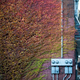 Illustration for article titled 40 Stunning Photos Of Fall Foliage